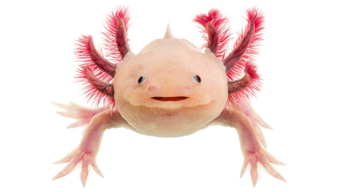 axolotl fisch